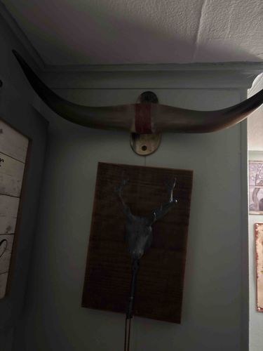 Vintage Mounted Longhorn Steer Steer Horns