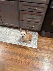 Short-haired Chihuahua Dog