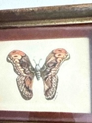 Framed Butterfly Print/Painting