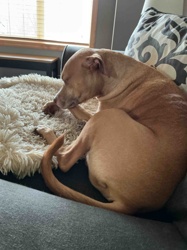 American Pit Bull Terrier / Mixed Breed Dog, Fawn Color