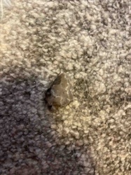 Unidentified Rock Fragment