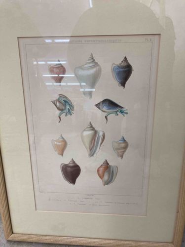 Framed Antique Mollusk Engraving (presumably Trochus species)