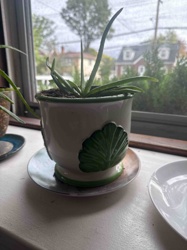 Aloe Vera Plant in Ceramic Leaf-Embellished Pot with Saucer