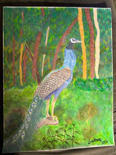 Colored Pencil Forest Peacock Drawing