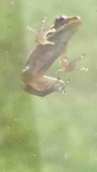 Tree Frog (Amphibian)