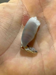 Broken Gastropod Shell Fragment
