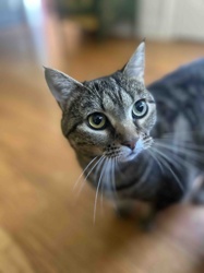House Cat (Tabby)