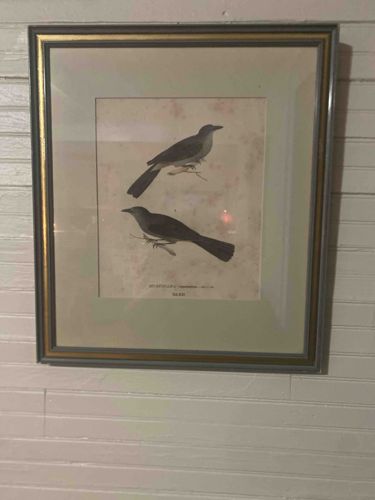 Framed Ornithological Print of Two Birds