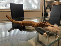 Taxidermied Alligator Novelty with Glasses and Fur Beard