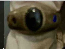Animal Eye and Snout Detail