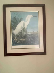 Framed Snowy Egret Art Print