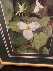 Botanical Print of Trillium Flowers by Mary Dawn Robert's