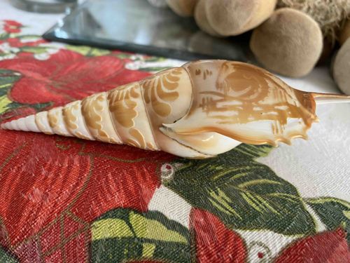 Carved Triton's Trumpet Shell (Charonia tritonis)