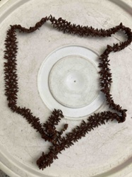 Brown Seed/Nut "Leaf" Necklace or Lei