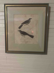 Framed Ornithological Print of Two Birds
