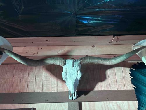 Mounted Longhorn Skull and Horns