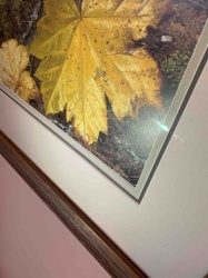 Framed Print of Yellow Maple Leaf by Grondahl (1999)