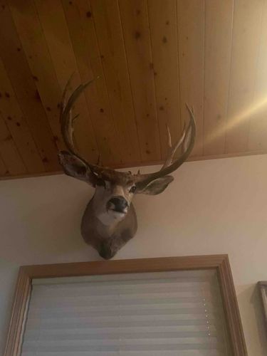 Shoulder Mounted Mule Deer Trophy