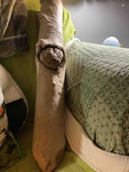 Weathered Wood Branch/Driftwood