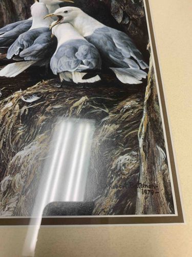 Gulls in Nest Print by Robert Bateman