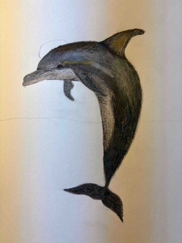 Colored Pencil Sketch of a Common Dolphin
