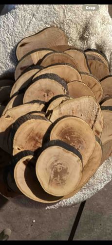 Assorted Wood Slices / Tree Slabs