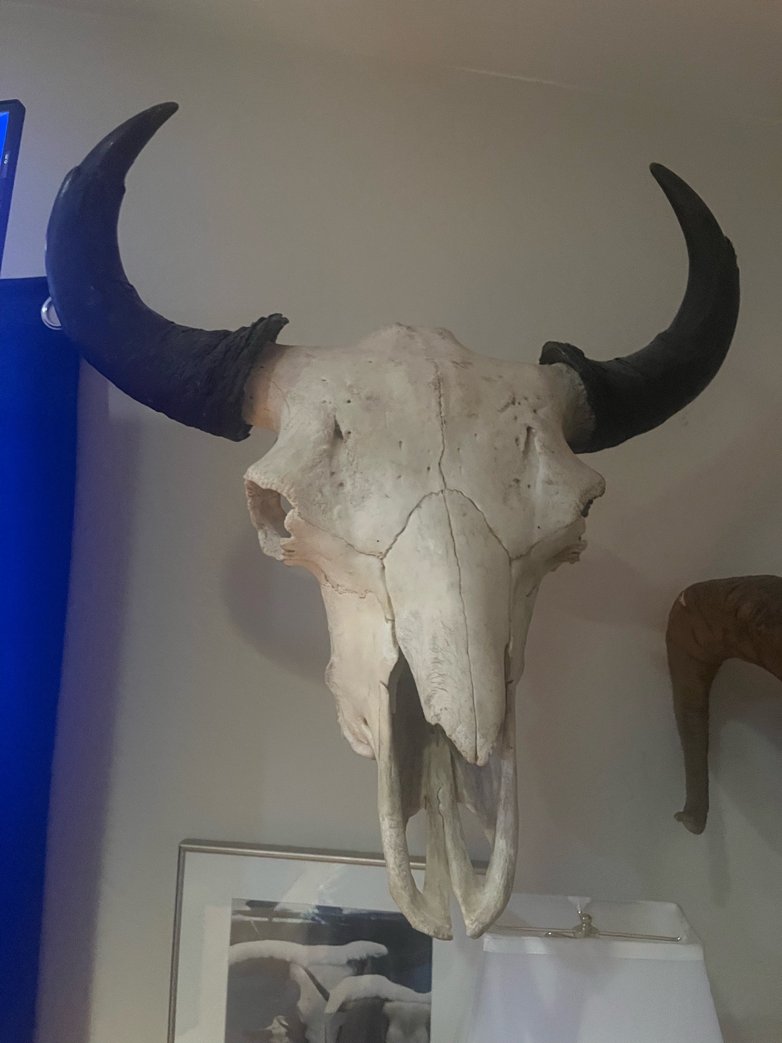 Submitted photo of Taxidermy water buffalo skull and horns