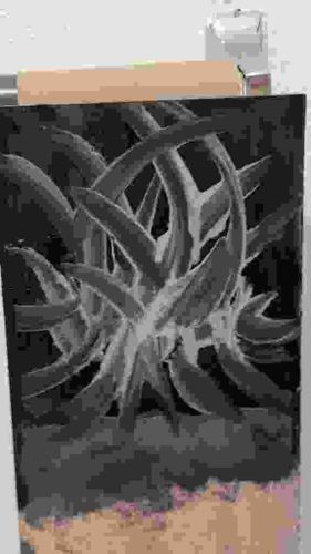 Contemporary Biomorphic Abstract Painting