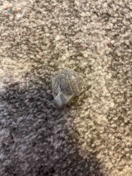 Fossil Brachiopod