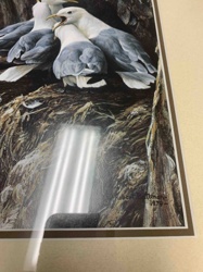 Gulls in Nest Print by Robert Bateman