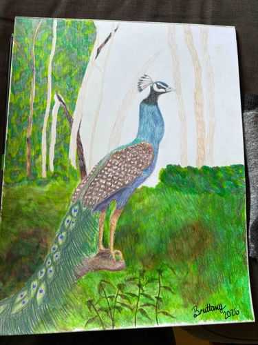 Original Peacock Colored Pencil Drawing