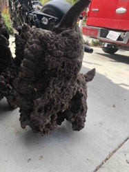 Large Natural Wood Burl/Root Mass